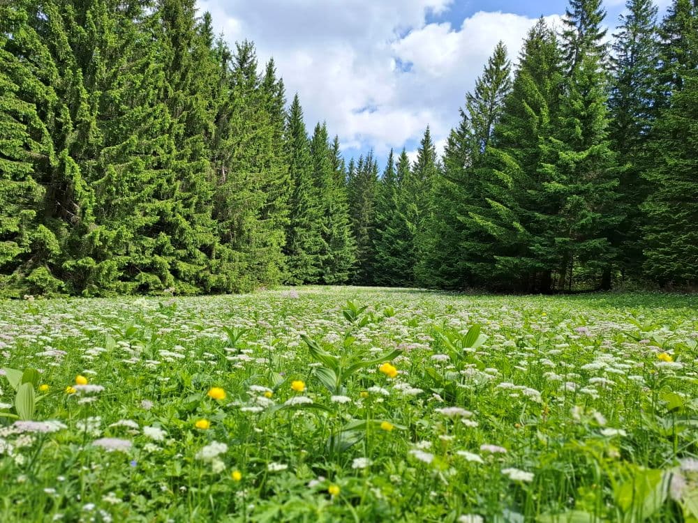 Blühende Bergwiese mitten im Sommer