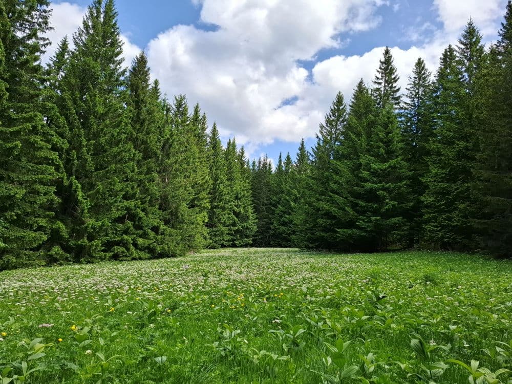 Idyllische Waldlichtung mit Wiese - ruhiger Ort in der Natur