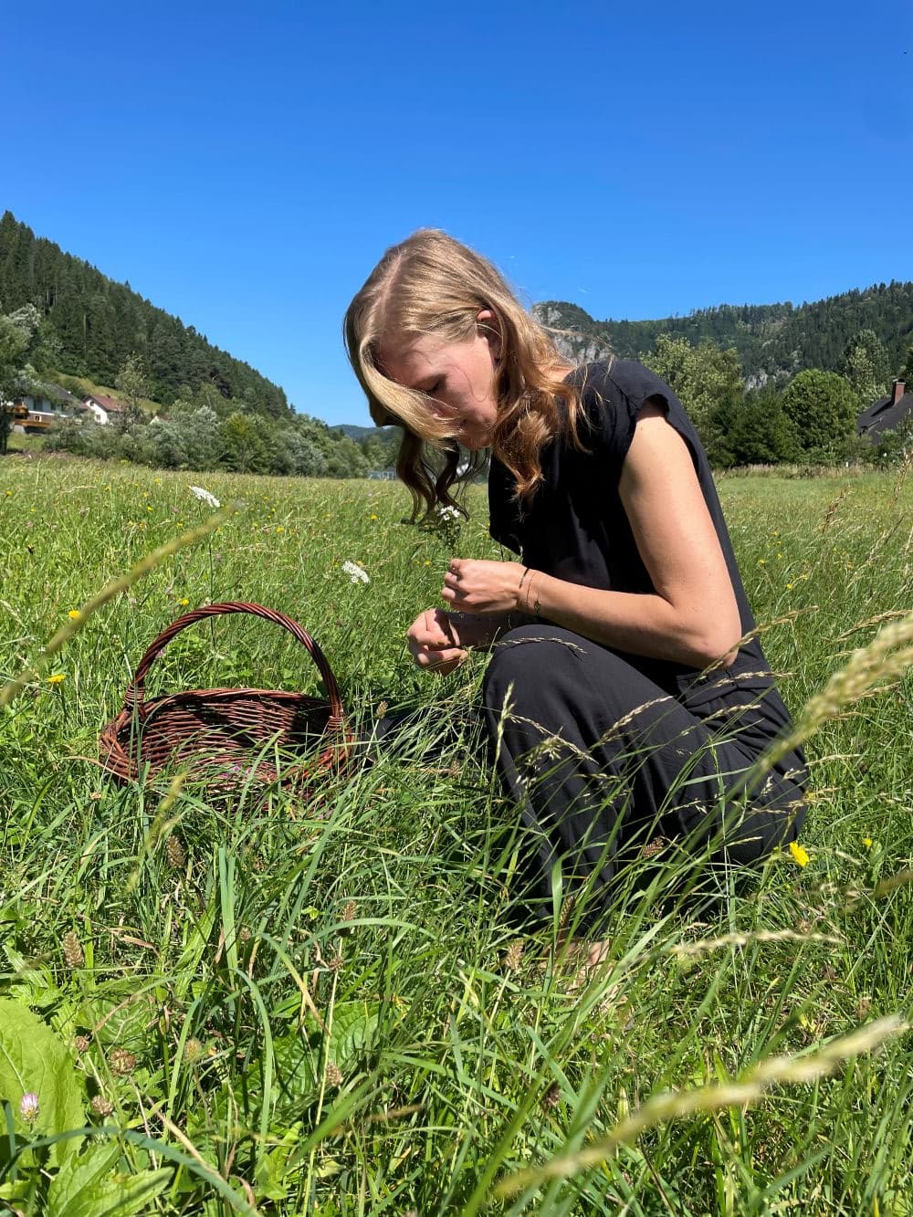 Kräuter sammeln in der Wiese mit Korb